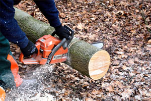 Licença para uso de Motosserra Motosserra Licença